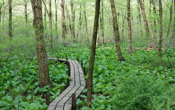 wood bridge path in a forest